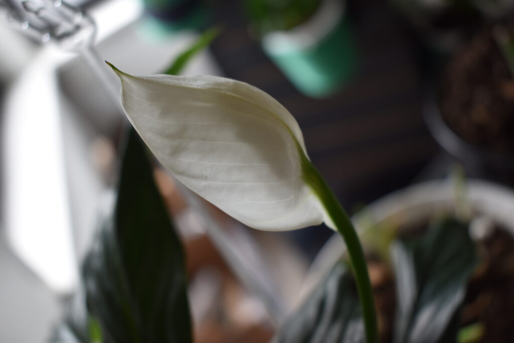 Close-up photograph of a peace lily leaf and spathe, photographed by ACFA Creative House.