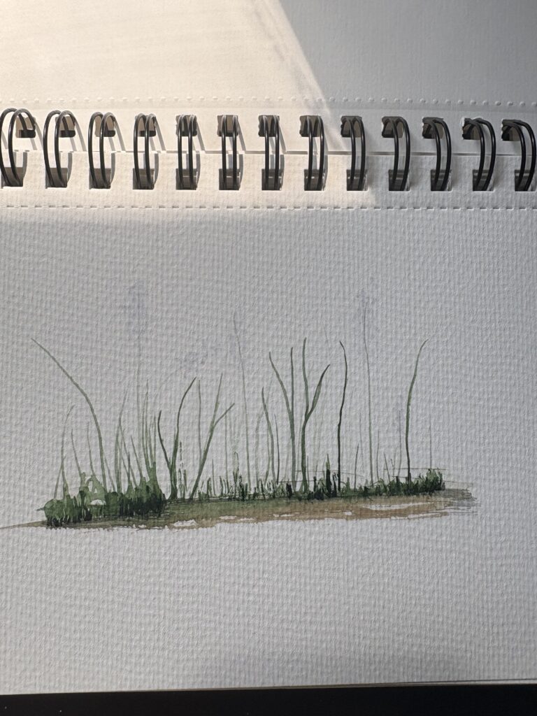 Watercolor grass and ground study on textured paper, early composition pass with minimal line density — ACFA Creative House